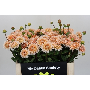 Dahlia Orange Perception