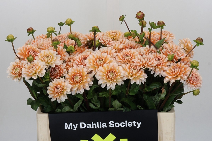 Dahlia Orange Perception
