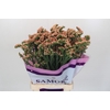 Limonium sinuatum Royal Orange