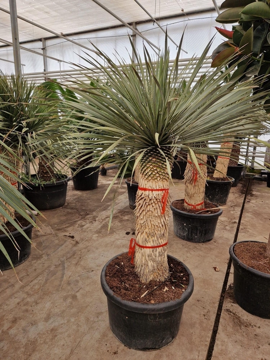 <h4>YUC ROSTRATA</h4>