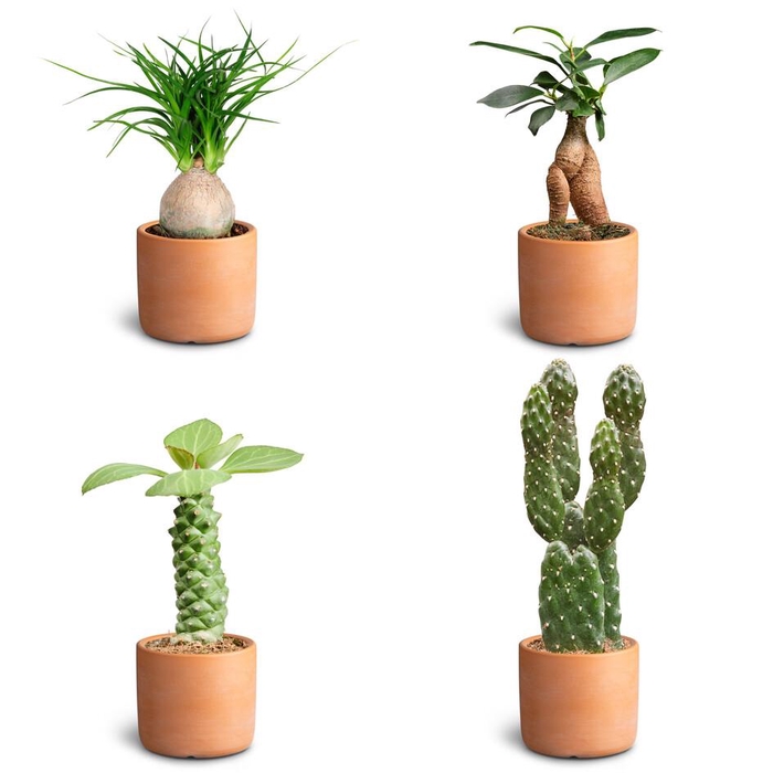 <h4>Raw Terracotta Sculpture Colle</h4>