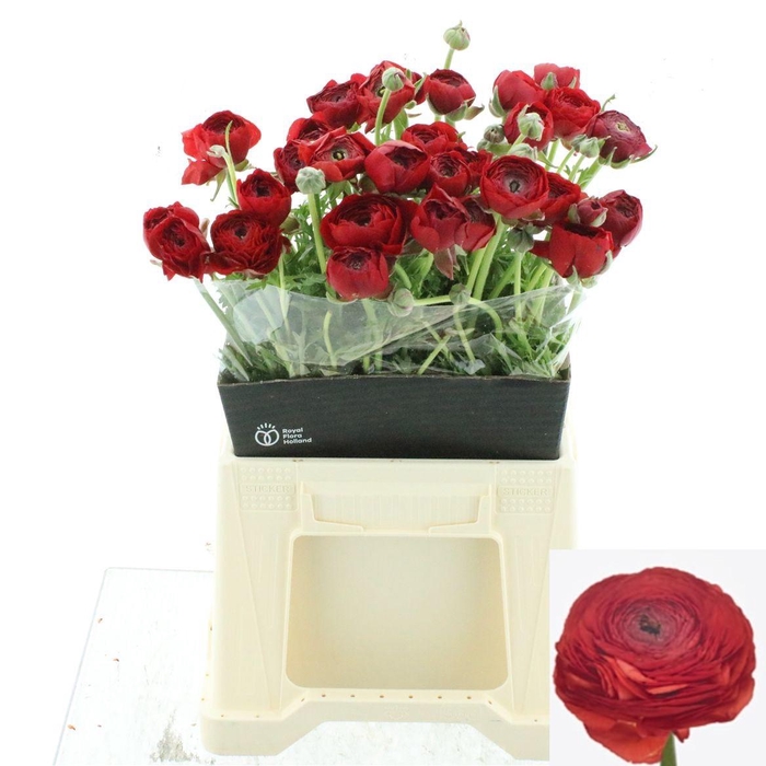 <h4>RAN SU TANGO</h4>