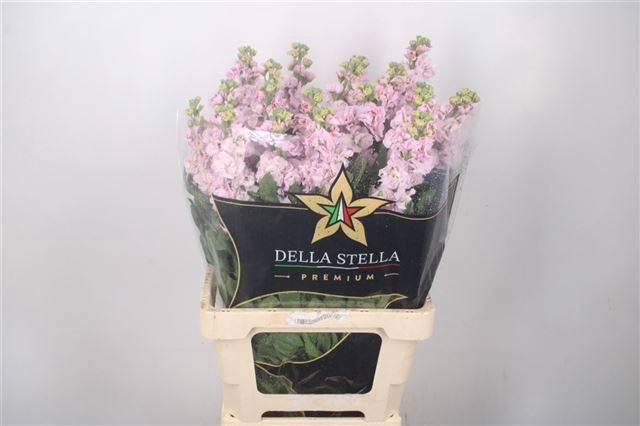 <h4>MATTH IRON CHERRY BL</h4>