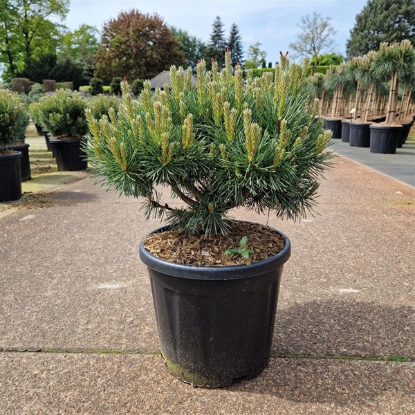 <h4>Pinus sylvestris 'Sandringham'</h4>