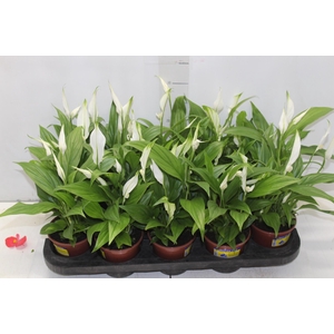 SPATHIPHYLLUM P11 MIN 5 HT COM FLOR