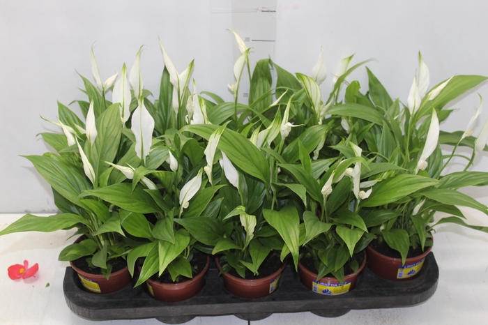 <h4>SPATHIPHYLLUM P11 MIN 5 HT COM FLOR</h4>