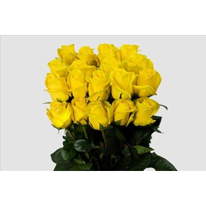 Rosa ec goldfinch