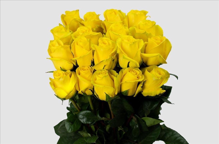 <h4>Rosa ec goldfinch</h4>