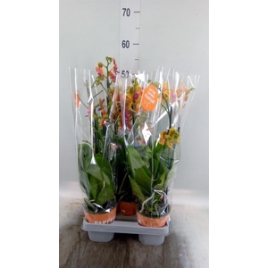 Phalaenopsis multi. 'Ant Bolgheri'