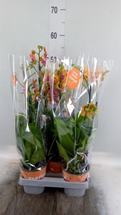 <h4>Phalaenopsis multi. 'Ant Bolgheri'</h4>