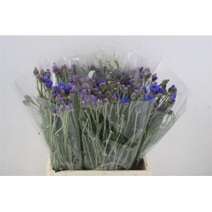 Centaurea Blue Carpet