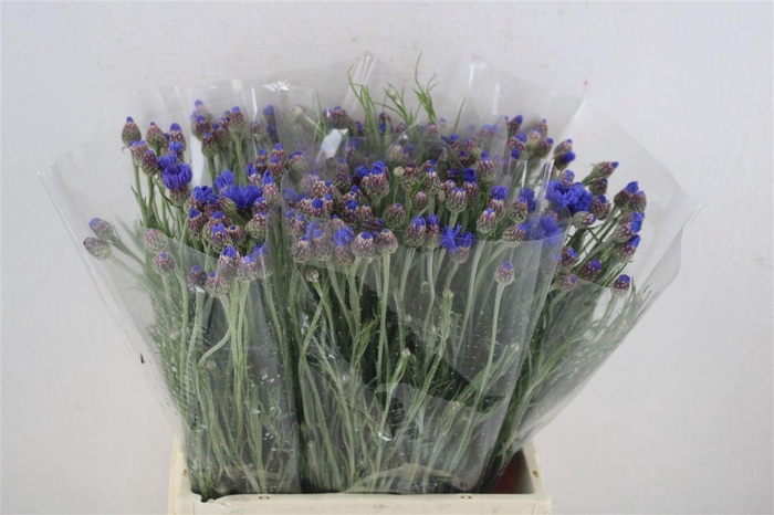 <h4>Centaurea Blue Carpet</h4>