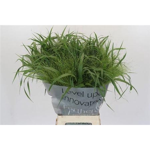 Siergras Panic Vi Fontaine