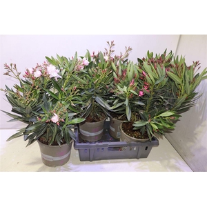 arr8 Nerium Oleander Ov