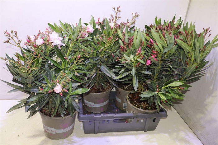 <h4>Nerium Oleander Ov</h4>