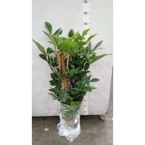 Philodendron pedatum