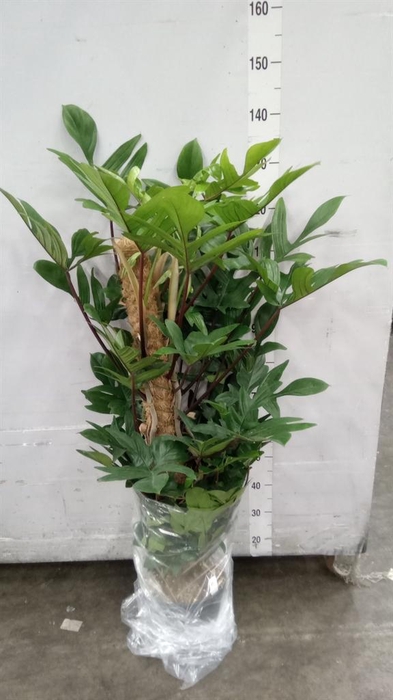 <h4>Philodendron pedatum</h4>