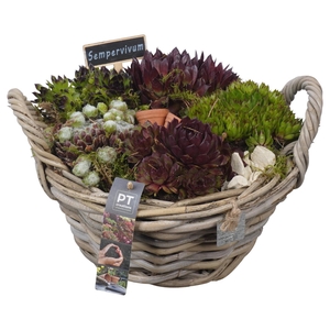 PTS7472 Arrangement Sempervivum in rieten mand