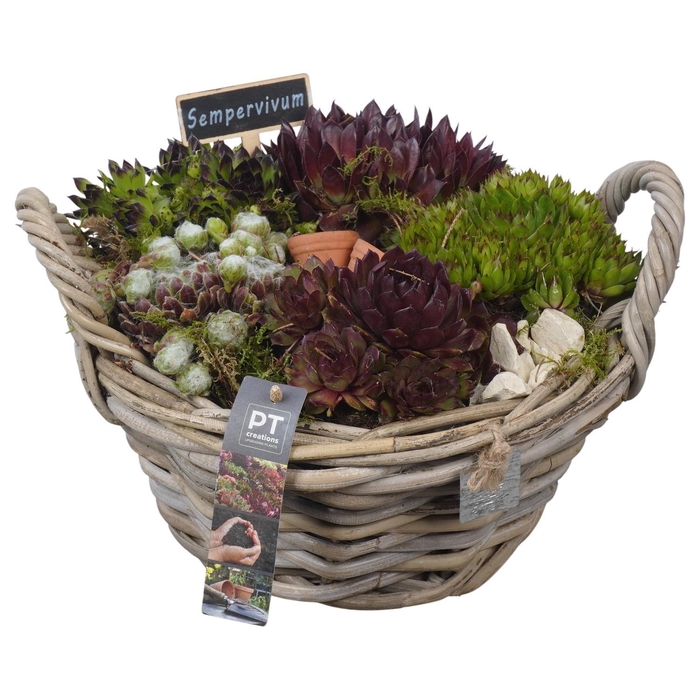 <h4>PTS7472 Arrangement Sempervivum in rieten mand</h4>