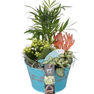 PTSUT3910 Arrangementen kamerplanten