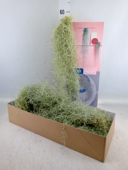 <h4>Tillandsia usneoides</h4>