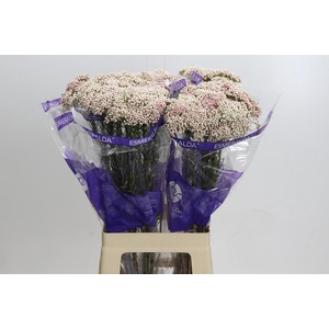 Ozothamnus Cooks Pink