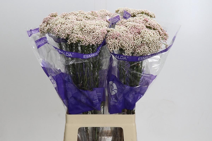 <h4>Ozothamnus Cooks Pink</h4>