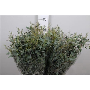 Euc Gunnii Per Bunch Extra