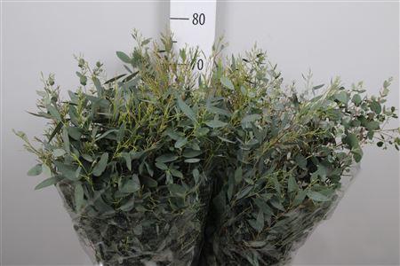 <h4>Euc Gunnii Per Bunch Extra</h4>