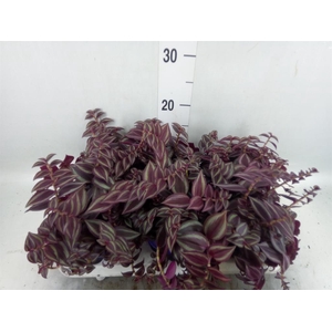 Tradescantia   ...