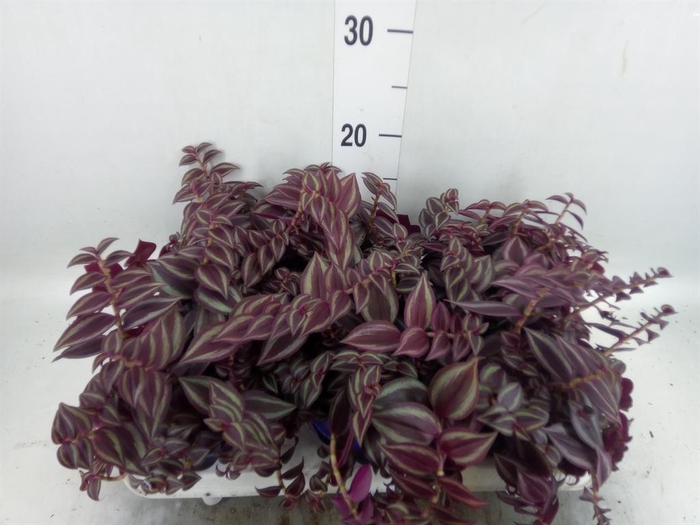 <h4>Tradescantia   ...</h4>