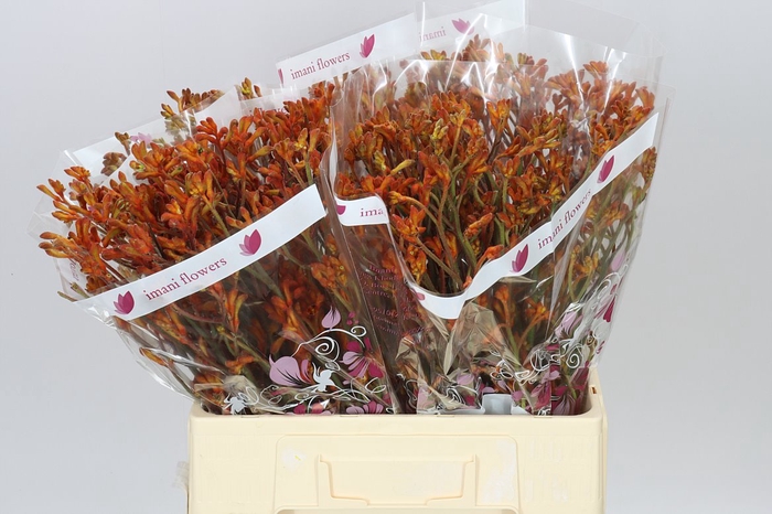 <h4>Anigozanthos Orange Fever</h4>