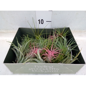 Tillandsia