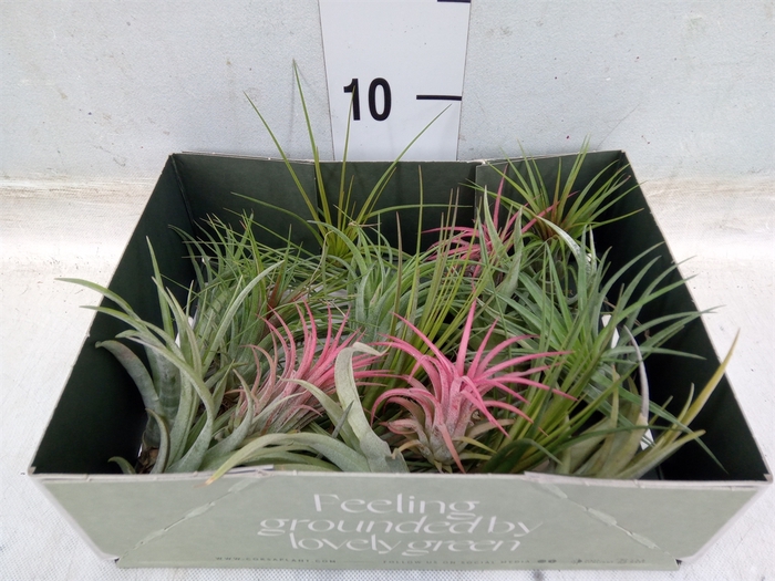 <h4>Tillandsia</h4>