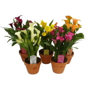Zantedeschia Mix stenen pot