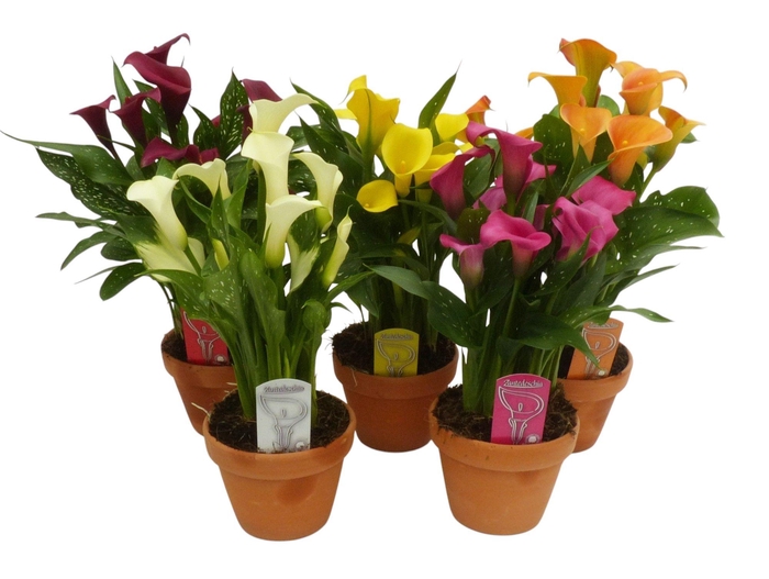 <h4>Zantedeschia Mix stenen pot</h4>