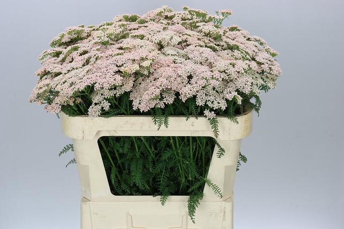 <h4>Achillea Anita Champagne</h4>