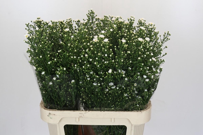 <h4>Aster Paquita</h4>