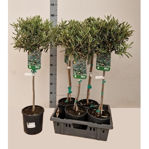OLEA EUROPAEA