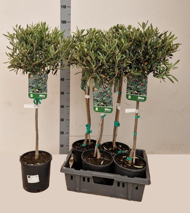 <h4>OLEA EUROPAEA</h4>