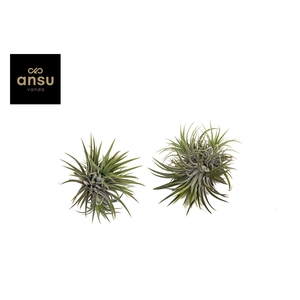 Tillandsia Clumb L