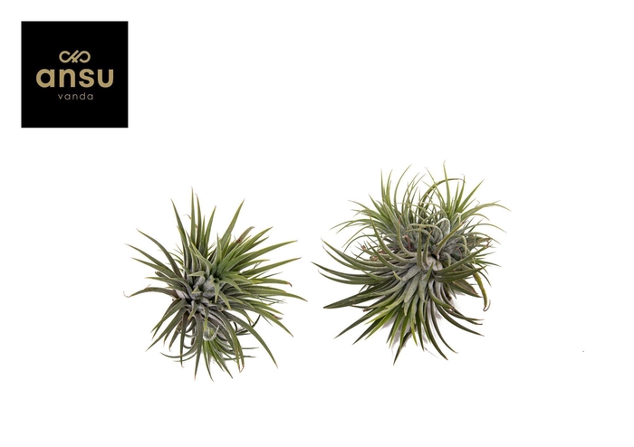 <h4>Tillandsia Clumb L</h4>
