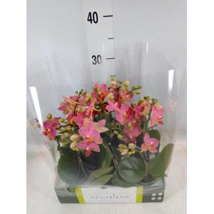 Phalaenopsis multi.   ...orange