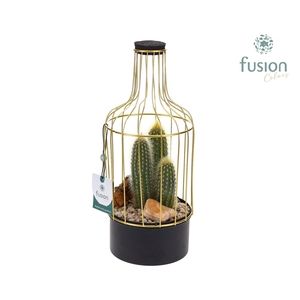 Metalen fles goudzwart Small met Cactussen