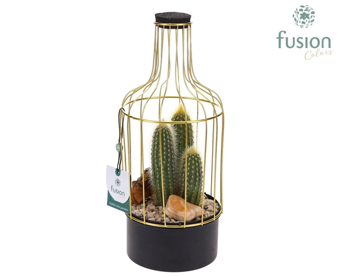 <h4>Metalen fles goudzwart Small met Cactussen</h4>