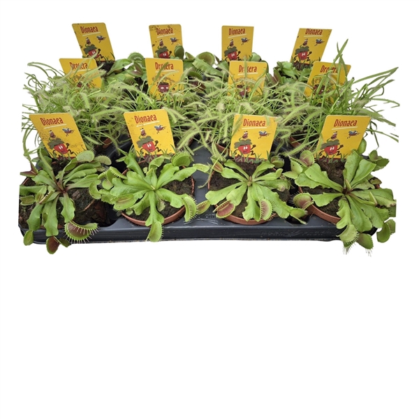 <h4>Dionaea + Drosera 8.5cm mix</h4>