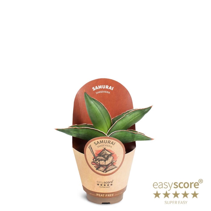 <h4>SANSEVIERIA EHRENBERGII P9 SAMURAI</h4>