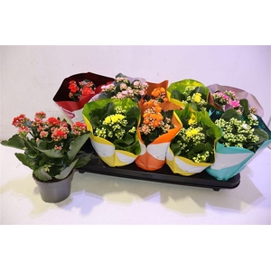 arr8 Kalanchoe Double Deluxe Mix Stadium