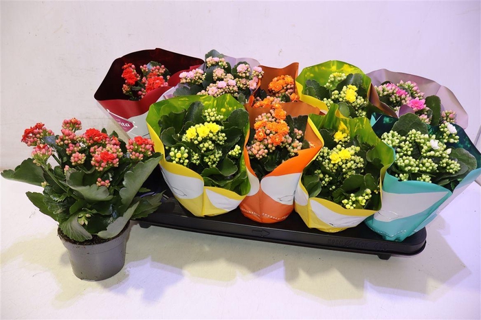 <h4>arr8 Kalanchoe Double Deluxe Mix Stadium</h4>