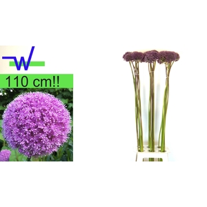 Allium Grootbloemig